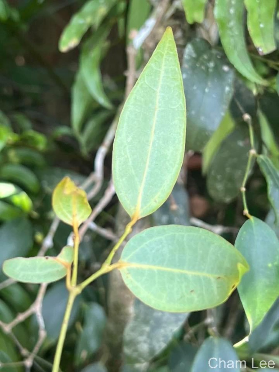 Piper trineuron Miq.